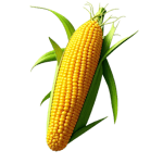 Frutos Secos y Semillas