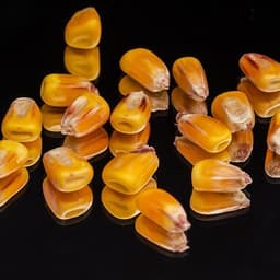 Ask AI to analyze your photos