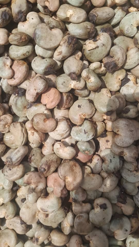 Raw Cashew Nuts (credit: Sahel Agri-Sol / Adalidda / Public domain)