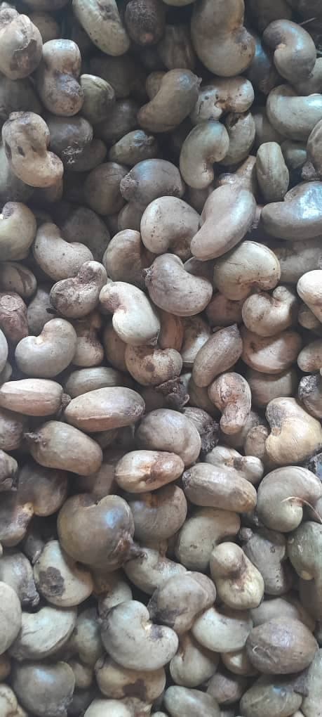 Raw Cashew Nuts (credit: Sahel Agri-Sol / Adalidda / Public domain)