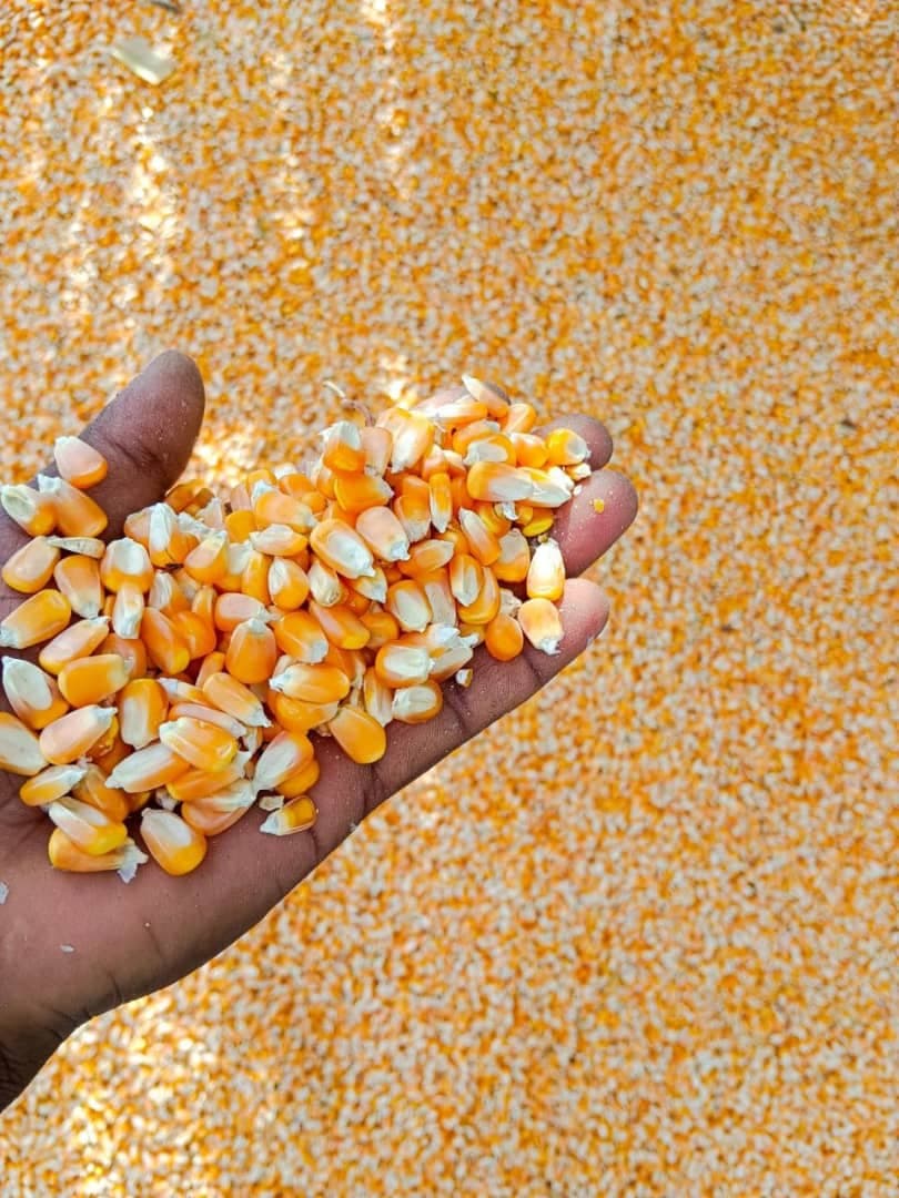 Maize for animal feed (Sahel Agri-Sol / Adalidda / Public Domain)