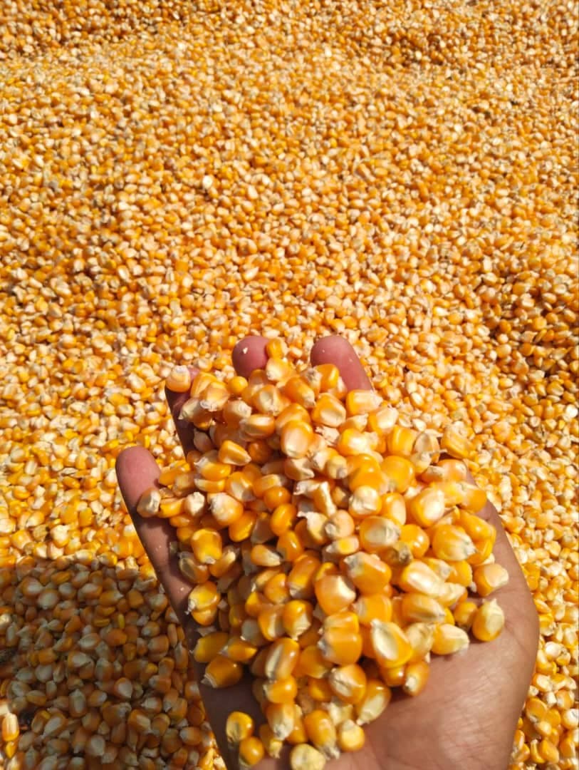Maize for animal feed (Sahel Agri-Sol / Adalidda / Public Domain)