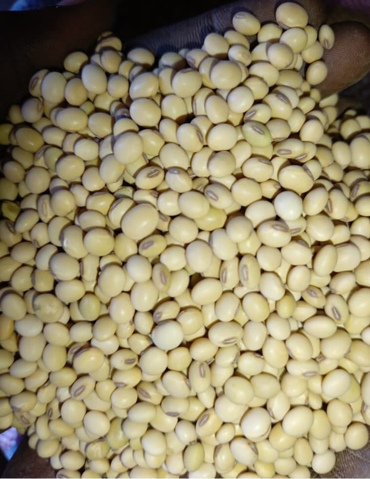 Semi di Soia Non-OGM | Qualità Premium e Sostenibilità