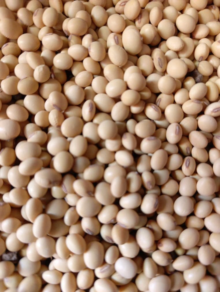 大豆颗粒 (Sahel Agri-Sol / Adalidda / 公有领域)