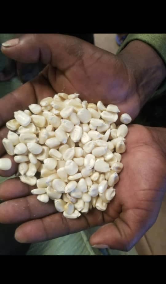 白玉米（来源：Sahel Agri-Sol / Adalidda / 公有领域）