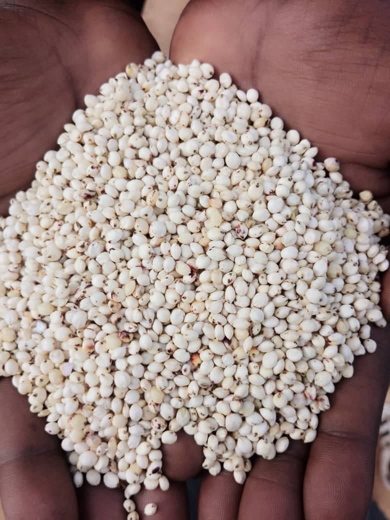 White Sorghum (Sahel Agri-Sol / Adalidda / Public Domain)