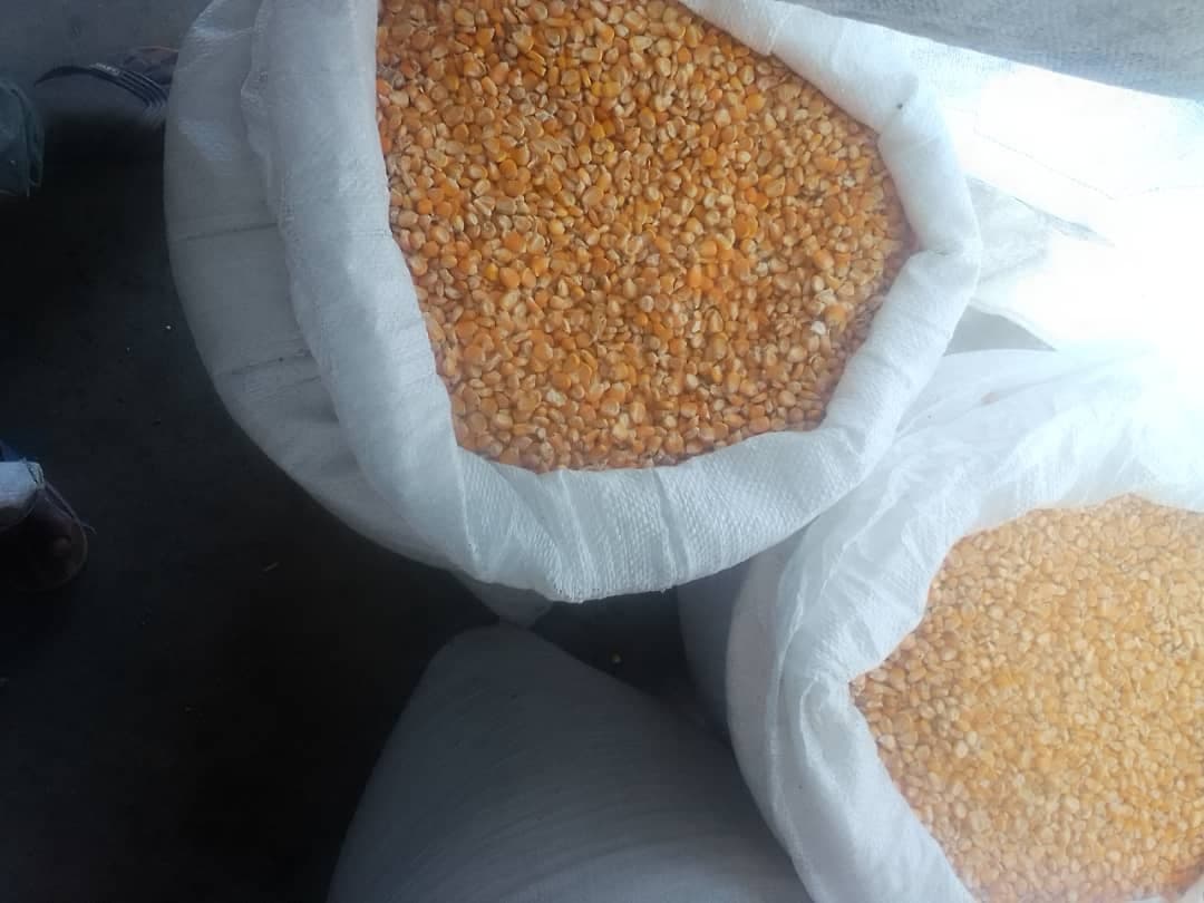 黄玉米（来源：Sahel Agri-Sol / Adalidda / 公有领域）