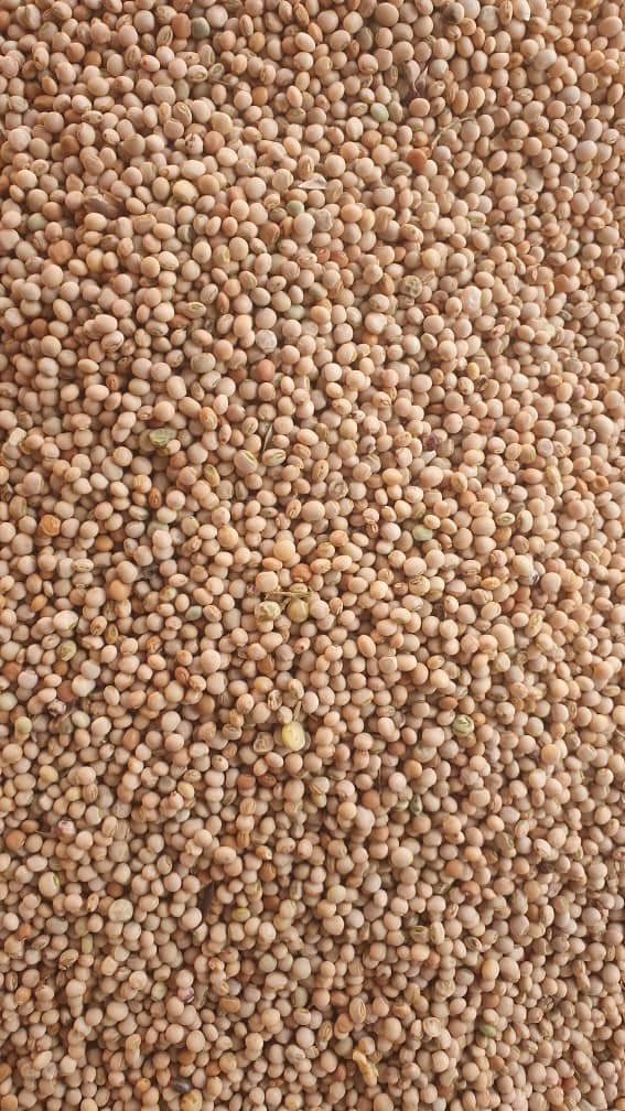 Pigeon pea grains (Credit: Sahel Agri-Sol / Adalidda / Public Domain)
