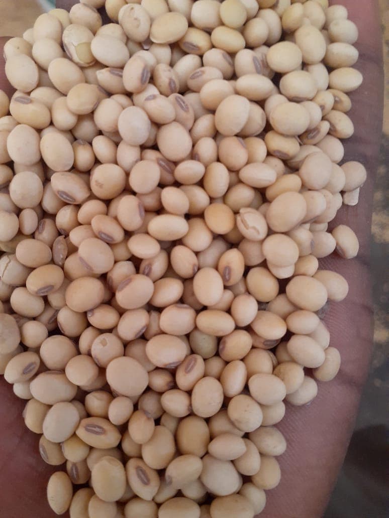 Non-GMO Soybeans. Origin: Benin (Sahel Agri-Sol / Adalidda / Public Domain)