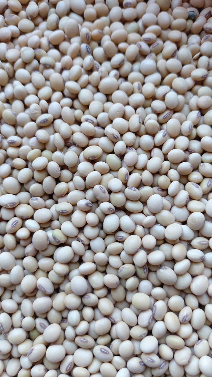 Non-GMO Soybeans. Origin: Benin (Sahel Agri-Sol / Adalidda / Public Domain)