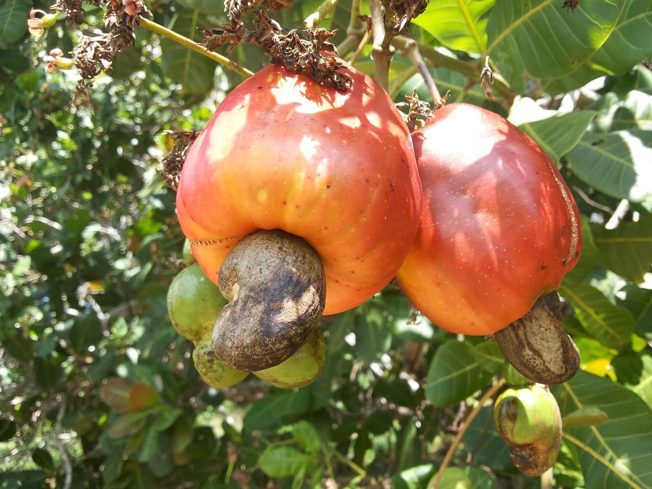 Cashew nuts (Pixabay.com / Public domain)