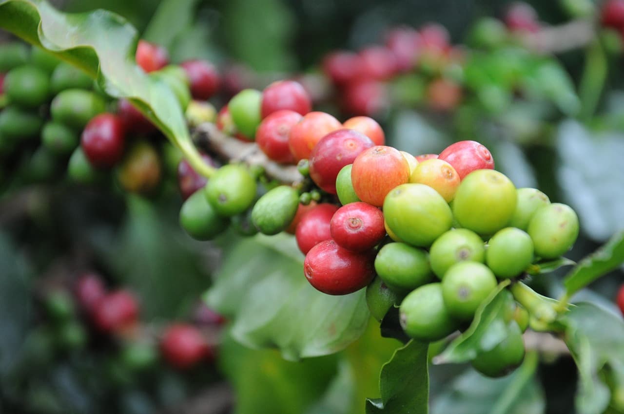 Coffee cherries (Pixabay.com / Public domain)
