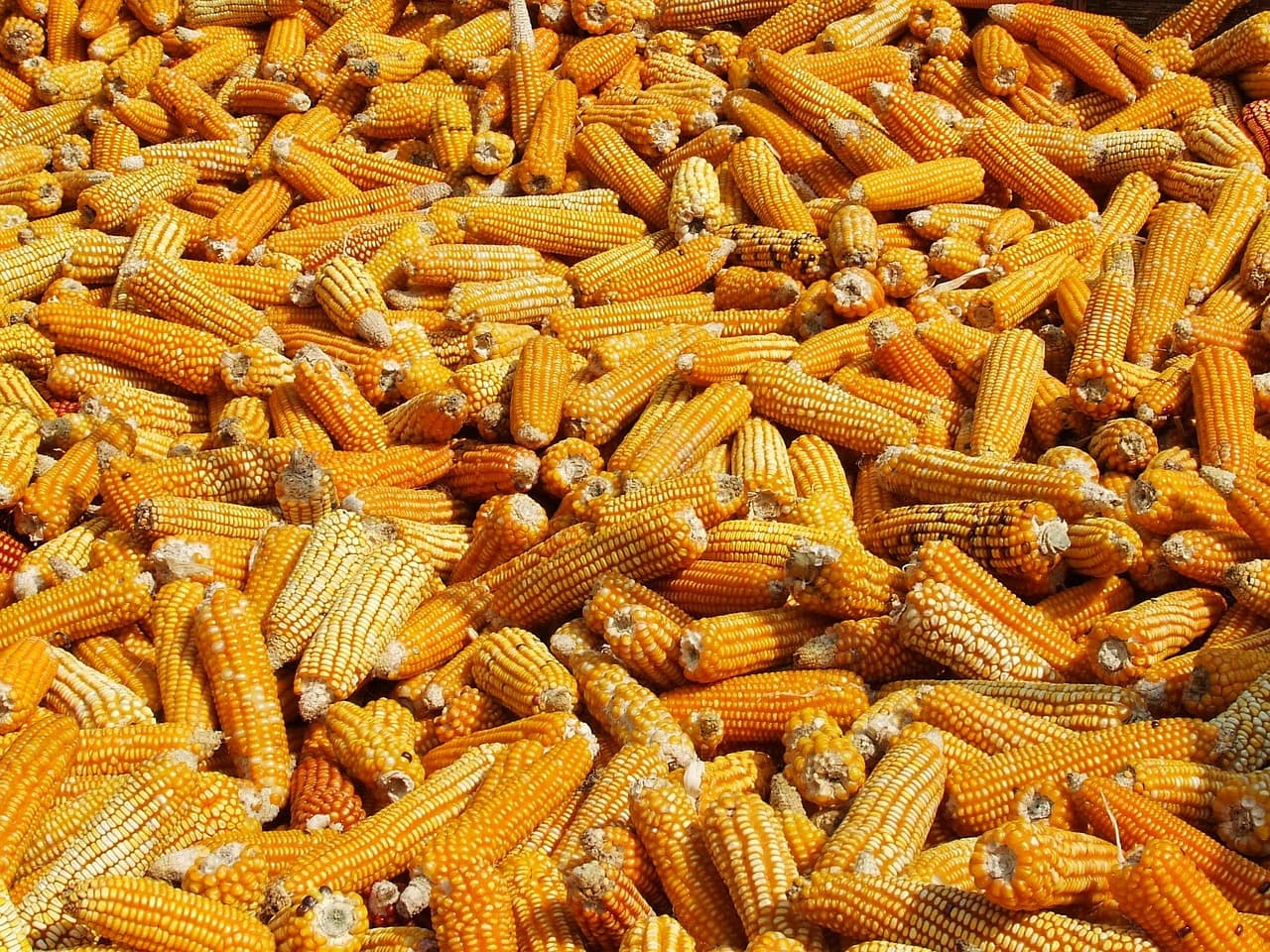 Maize drying (Pixabay.com / Public domain)