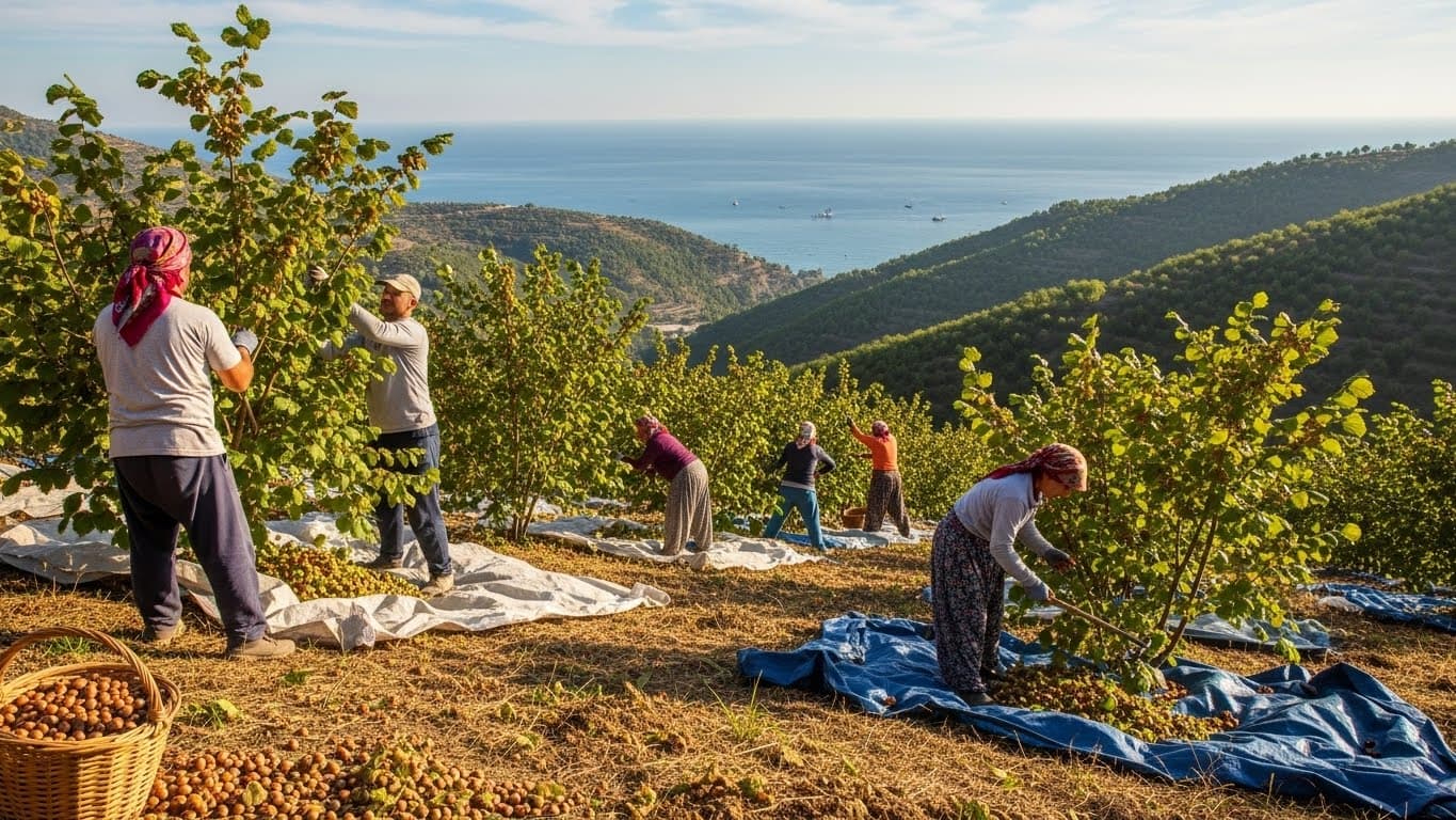 Para petani memanen kacang hazel di Turki. (Gambar yang dibuat oleh AI)