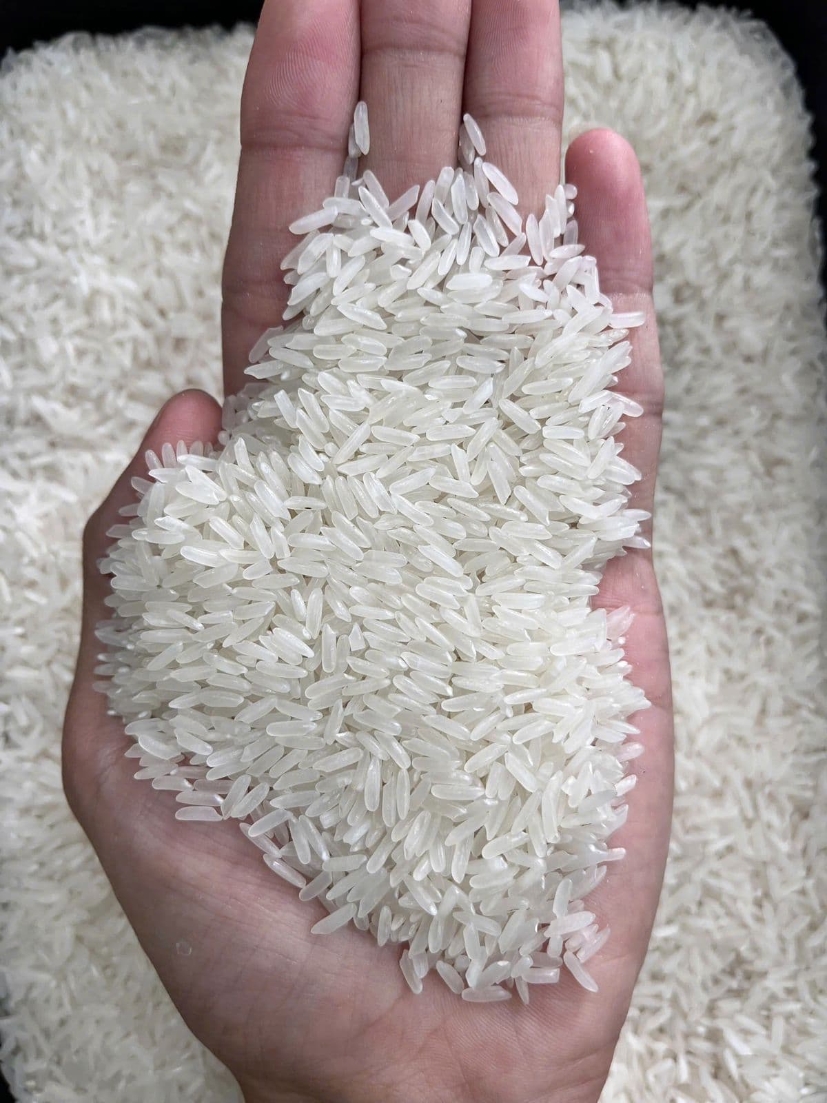 Riz Jasmin Premium Vietnam — Parfum, Qualité, Halal • Export