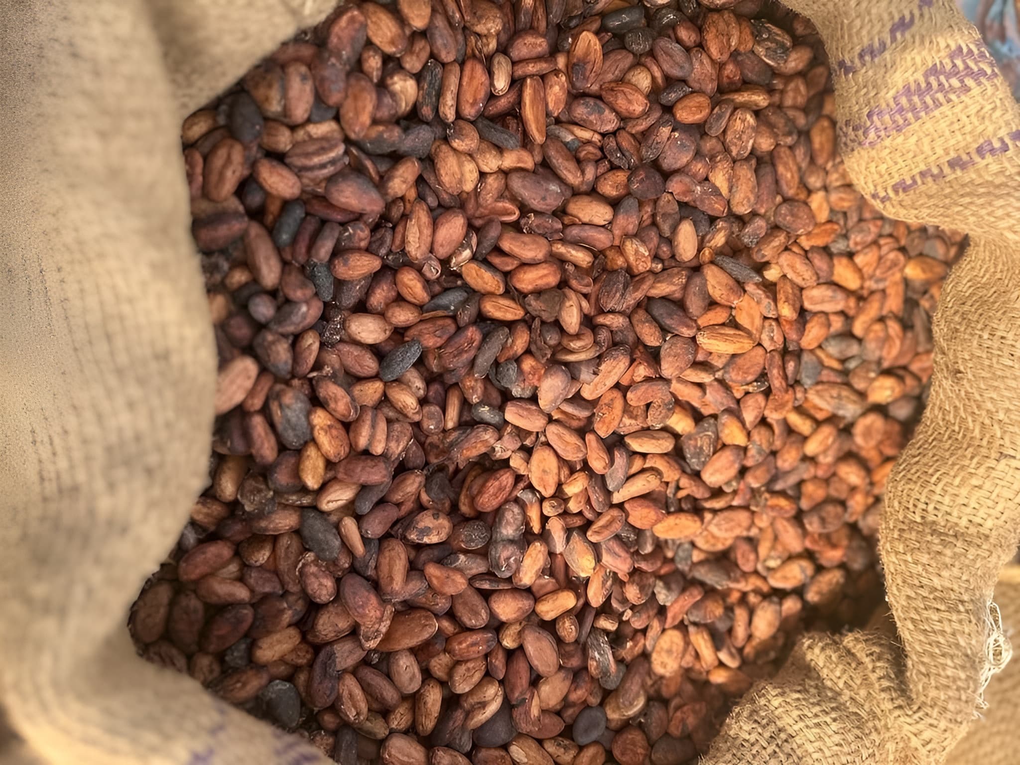 Fèves de cacao (Adalidda – domaine public)