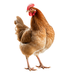 Proteína animal