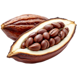 Cacao