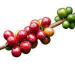 Café y Té